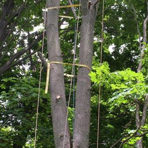 Our crews are qualified to assist your trees to overcome natural defects high in the crown with cabling or bracing for extra support when needed. We can trim dangerous or dead branches before they fall or split the tree. unfortunately, this tree had to come down, so we added extra support during the removal process. The end result was a better looking property and a safer environment! Contact Us!