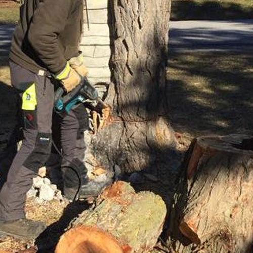 This old tree had a lot of rot in its core. At one time, someone had actually bricked up a large hollow at the base! We were able to safely remove it before it caused trouble for the property owner.