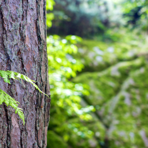 tree-assessment-icon